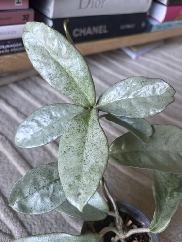 Hoya carnosa silver - silver,