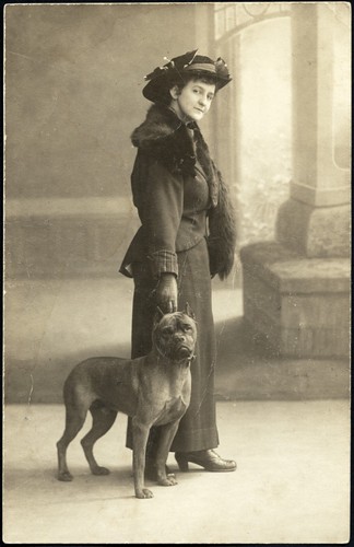 Bulldog fur elegant - fur,,