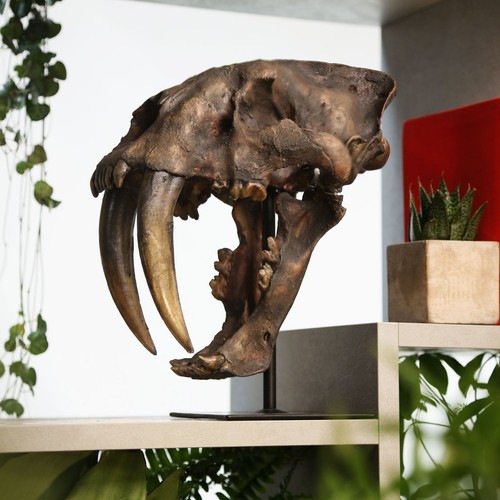 Smilodon saber toothed cat - smilodon,