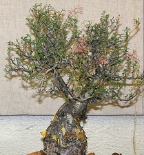 Pachycormus discolor, Elephant