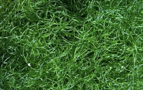 Chaetomorpha refugium algae - chaetomorpha,