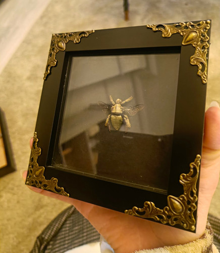 Golden carpenter bee - carpenter, framed