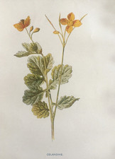 Antique Print Celandine c1900s