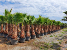 Washingtonia Robusta palm tree
