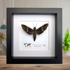 Framed african hawk moth