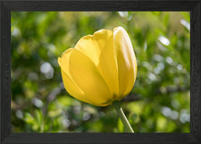 tulip in bloom Framed Wall Art