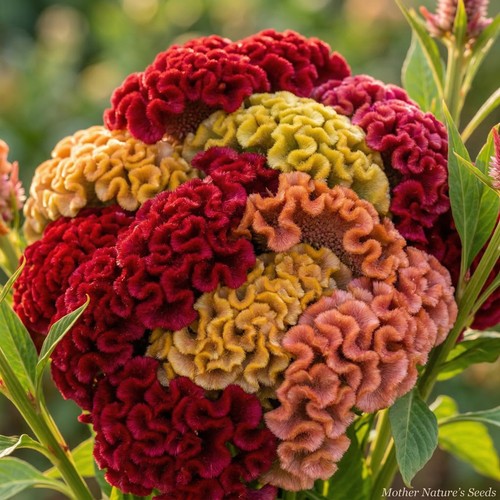 Celosia cristata mix - celosia,