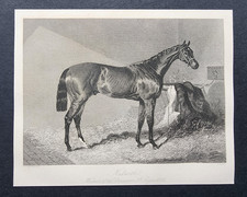 Antique 1843 Print - Horse
