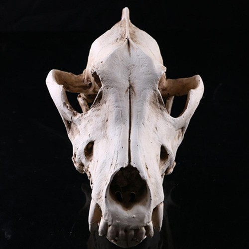 Resin snow wolf skull - resin,