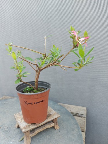 Beautiful flowering satsuki - beautiful,