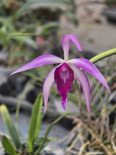 Brassocattleya amethyst purple - brassocattleya,