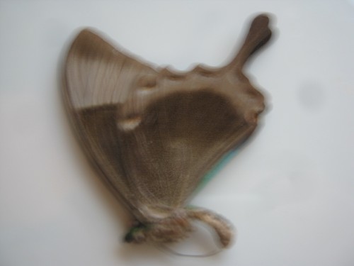 Papilio buddha from s india - papilio,