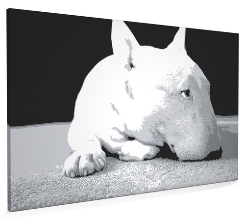 English bull terrier box - bull,