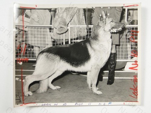 German shepherd alsatian - shepherd,
