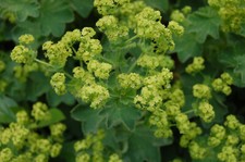 6 X Plug Plants Lady's Mantle