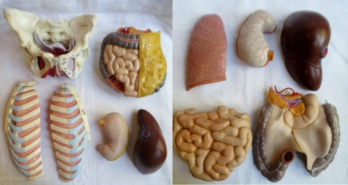 Bundle anatomical model - bundle, of