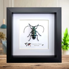 Framed Anoplophora Elegans
