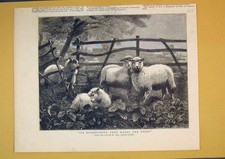 Original Old Antique Print Sheep Animals Country Trees Fence George Cooper