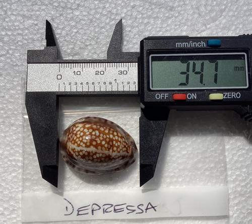 Cypraea depressa not - not, the