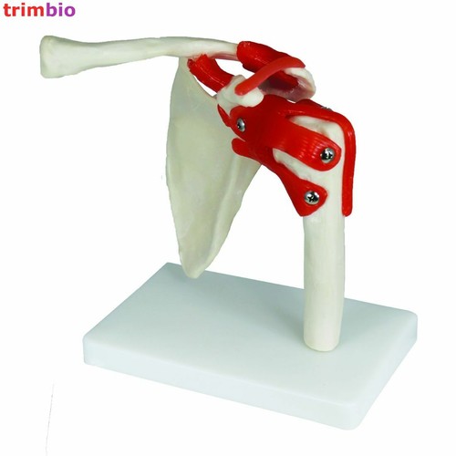 Life size shoulder model - size,