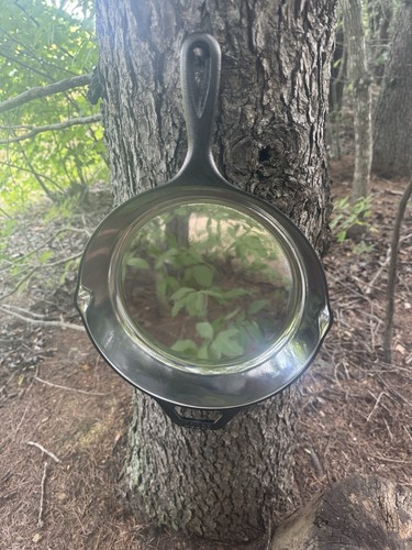 Polished lodge cast iron - 10”,