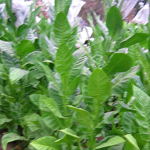 Corojo tobacco seeds pack - corojo, 99