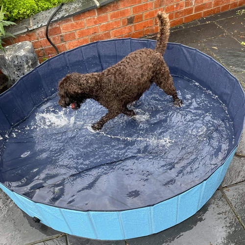 Dog paddling pool 160cm - paddling, 30cm
