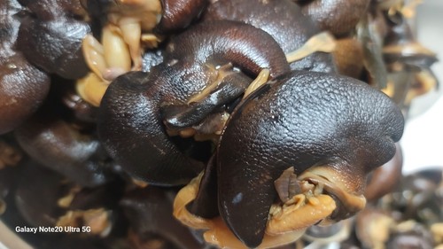 Fresh snails - ,snails,
