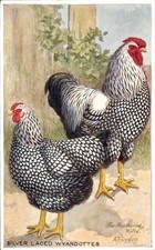 Artist Postcard Lydon