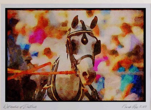 Horse 197044 hackney - 197044, limited
