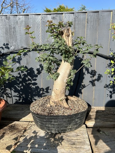 Field maple yamadori - field, bonsai