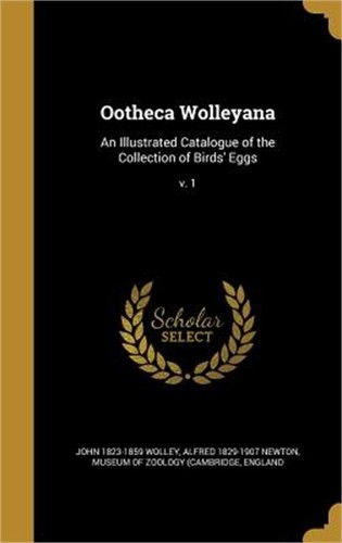 Ootheca wolleyana an - wolleyana:,