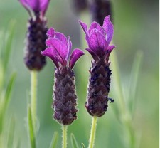 2x 1L Lavender French Bandera Deep Purple Lavender Pot Plants to your door