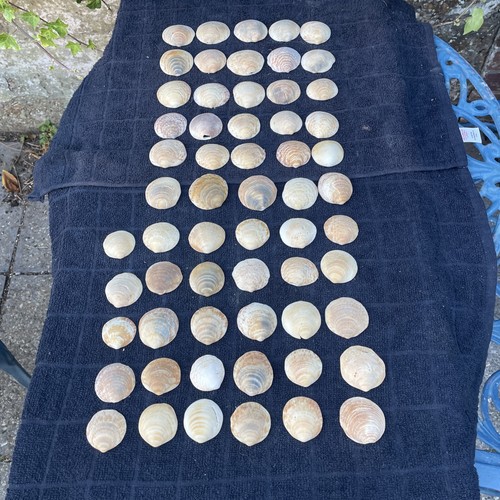 Sea worn clam shells - worn,