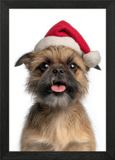 Brussels Griffon Dog with