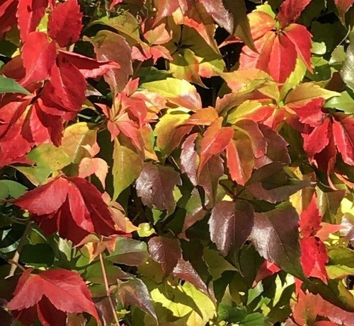 Gold red virginia - &, creeper