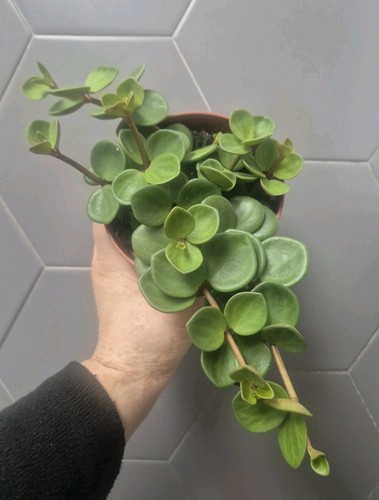 Peperomia hope 12cm - hope, |
