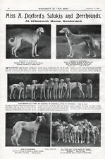 1925 SALUKI RURITANIA KENNELS OUR DOGS DOG BREED KENNEL ADVERT PRINT PAGE b205