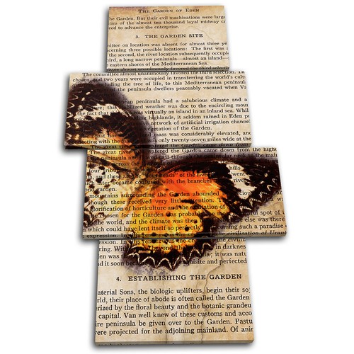 Butterfly vintage collage - butterfly,
