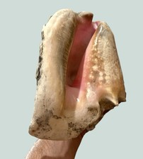 LARGE PINK CONCH SEA SHELL