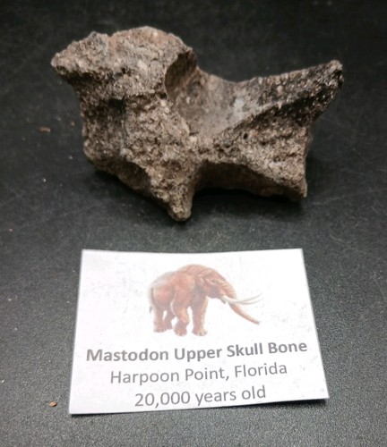 Fossil mastodon bone upper - mastodon,