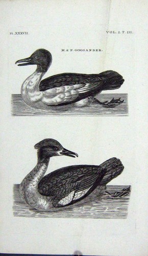 Original old antique print - original,
