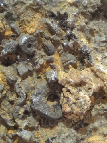 Crinoids limestone - crinoids,
