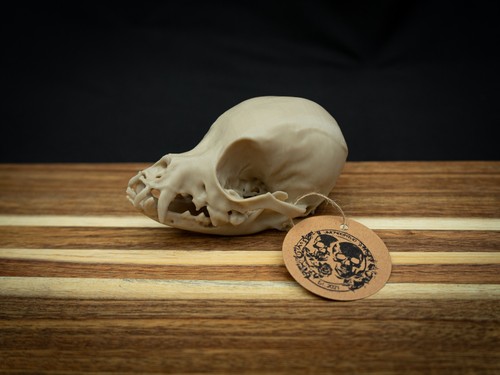 Life size chihuahua skull - size,