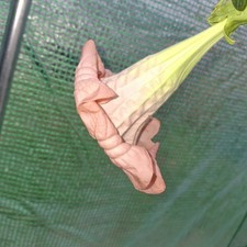 Pink Brugmansia Angel Trumpet