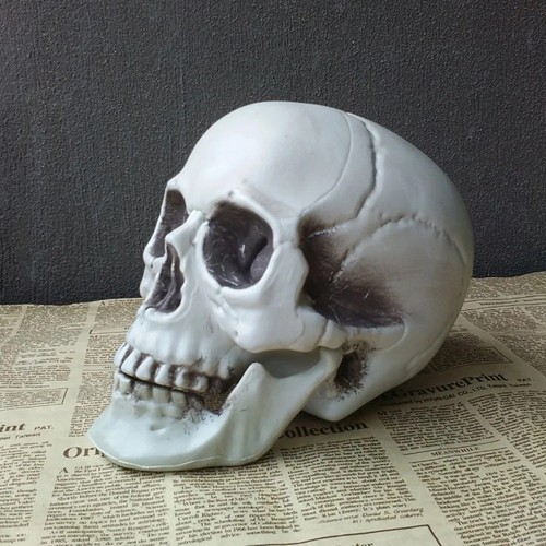 Realistic halloween skull - halloween,