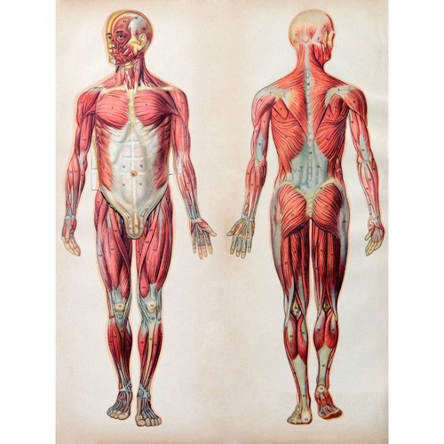 Human body anatomy muscles - body,