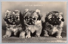 'Little Rascals' Pekingese puppies, real photo postcard