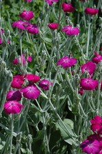 Silene coronaria, Rose