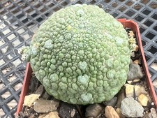 Pseudolithos migiurtinus Rare
